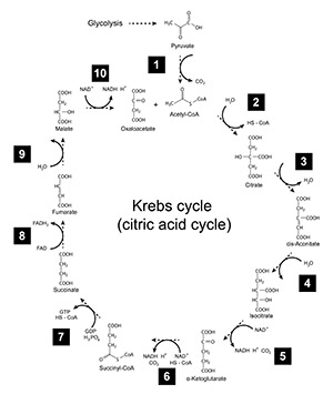 Cíclo do Krebs